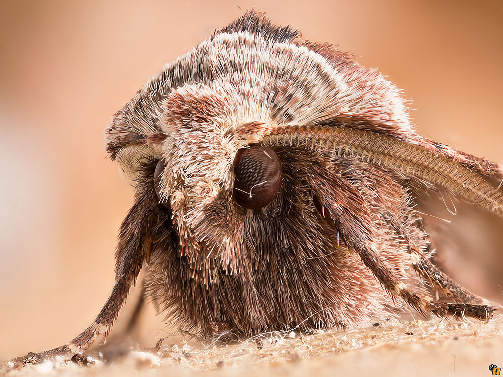 Falena (Noctuidae?) da identificare - Cerastis faceta