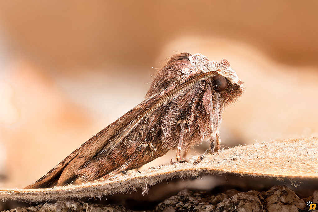 Falena (Noctuidae?) da identificare - Cerastis faceta