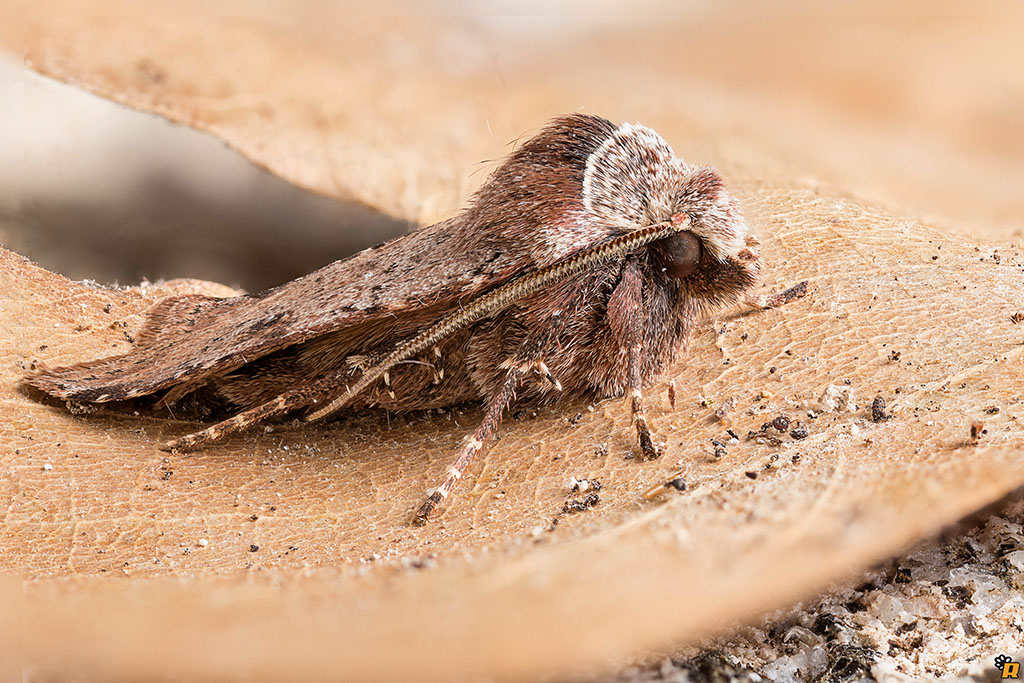 Falena (Noctuidae?) da identificare - Cerastis faceta