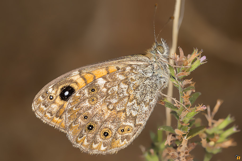 Farfalla da identificare - Lasiommata paramegaera