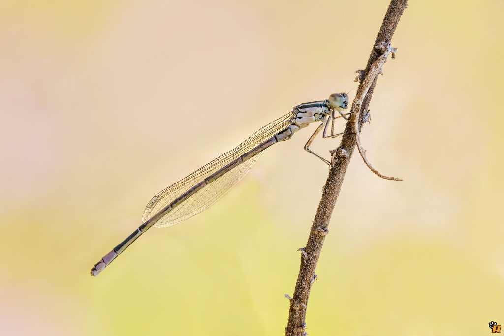 Coenagrion puella (maschio immaturo)