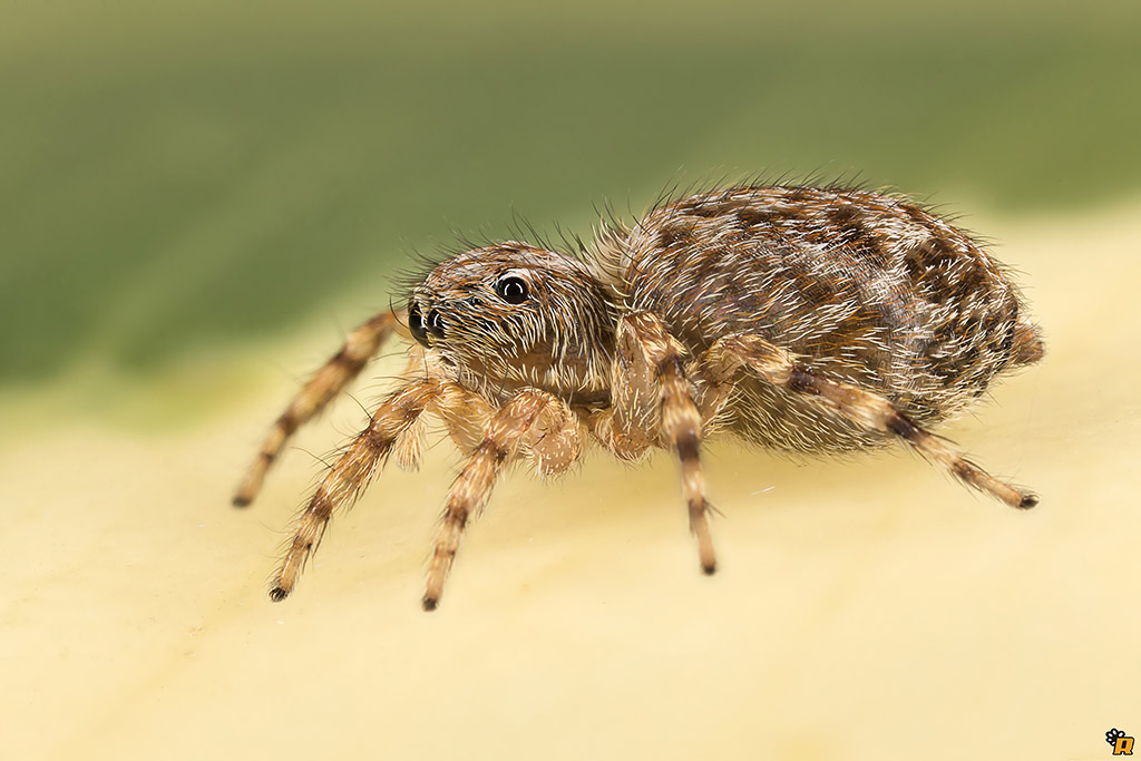 Pseudeuophrys sp. - Olbia (OT)