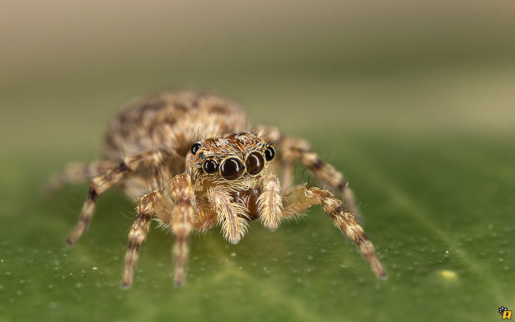 Pseudeuophrys sp. - Olbia (OT)