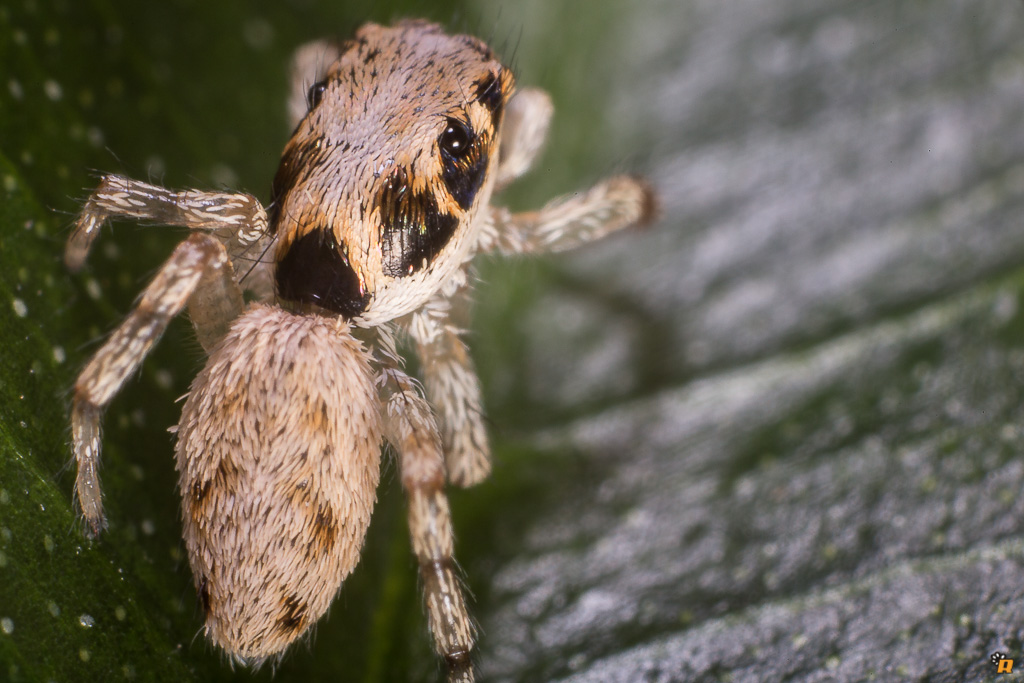 Salticus mutabilis - Olbia (OT)
