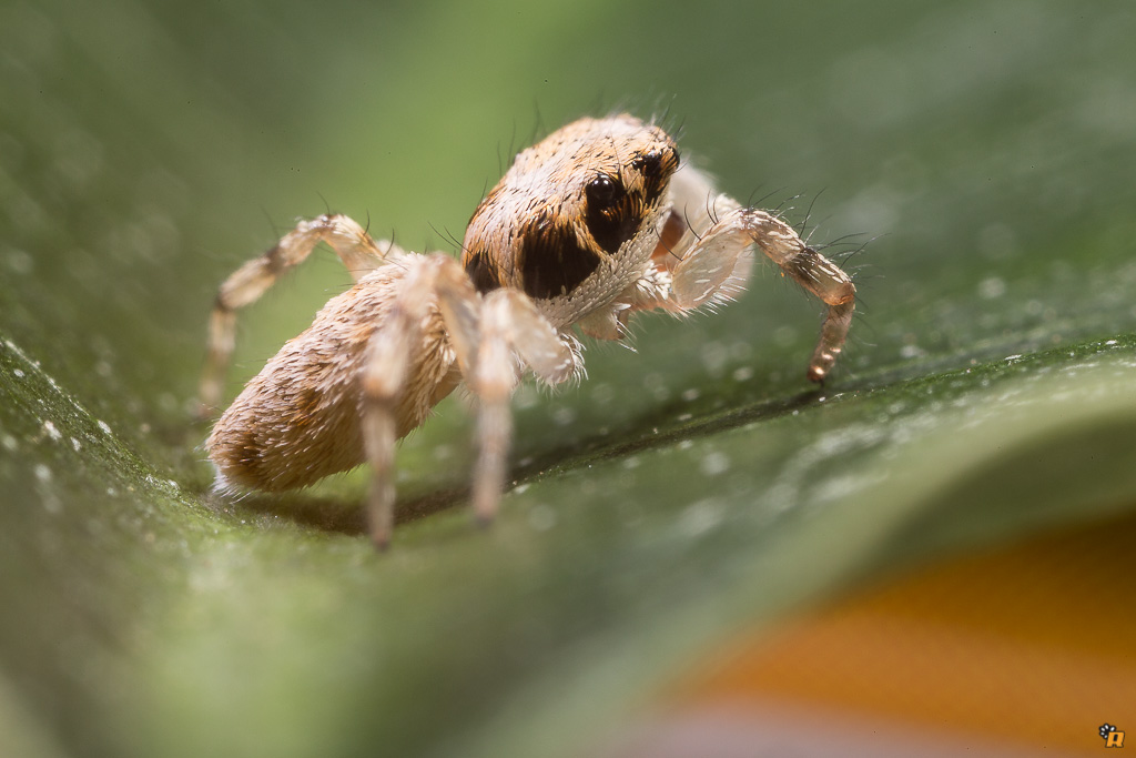 Salticus mutabilis - Olbia (OT)