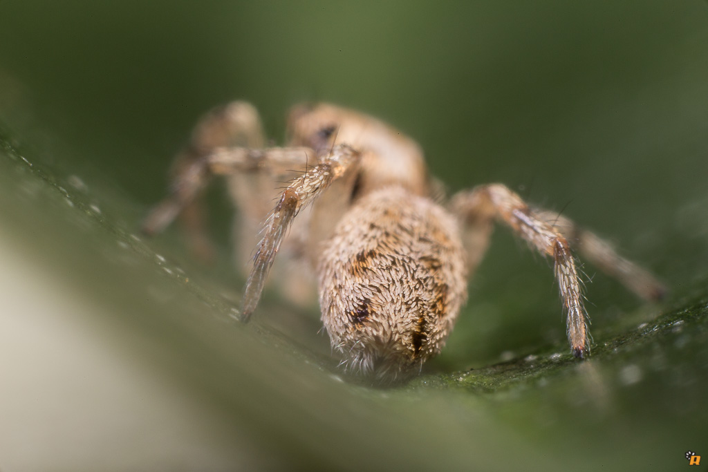 Salticus mutabilis - Olbia (OT)