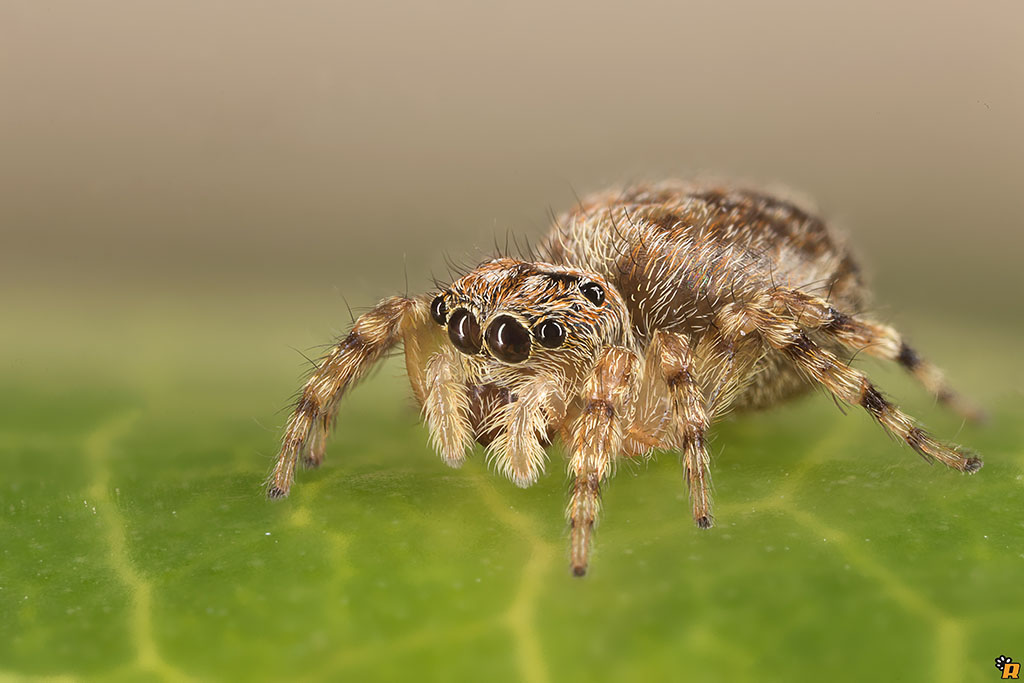 Pseudeuophrys sp. - Olbia (OT)