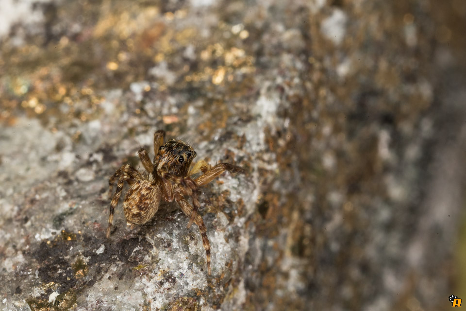 Pseudeuophrys vafra - Olbia (OT)