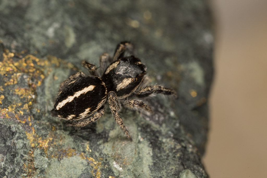 Pellenes sp. - Olbia (OT)