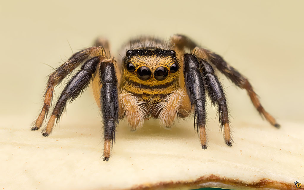 Euphrys sulphurea - Olbia (OT)