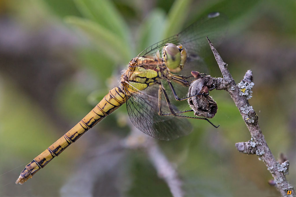 Aiuto ID Libellula