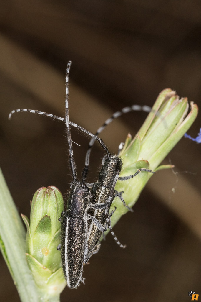 Agapanthia cardui aut suturalis, Cerambycidae
