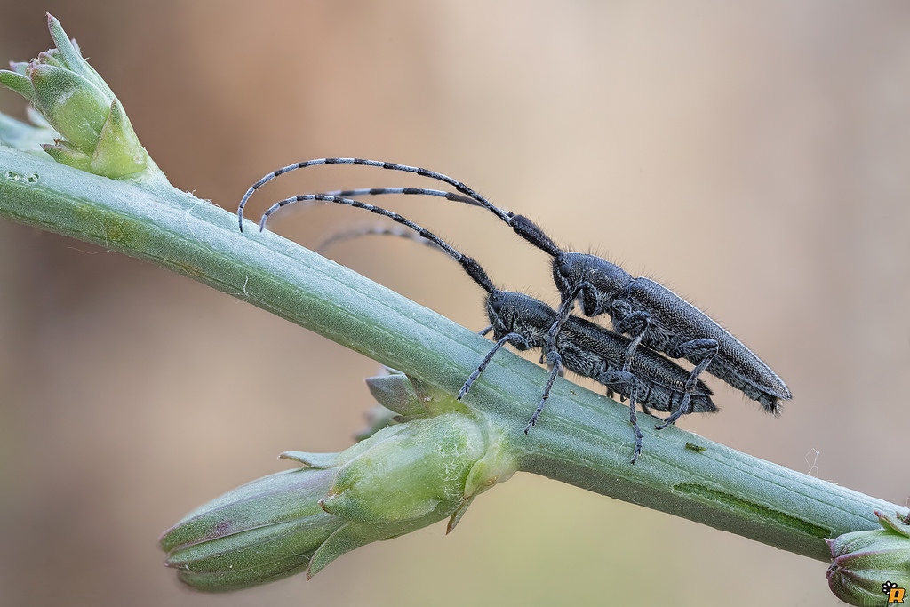 Agapanthia cardui aut suturalis, Cerambycidae