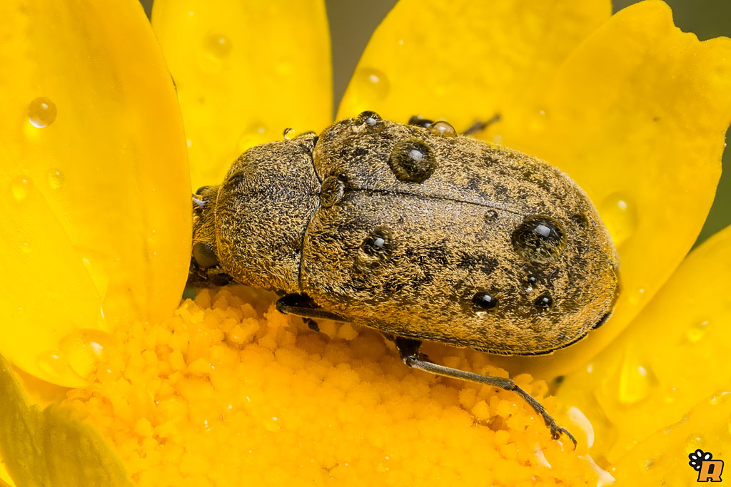 Mycteridae:  Mycterus cfr. umbellatarum