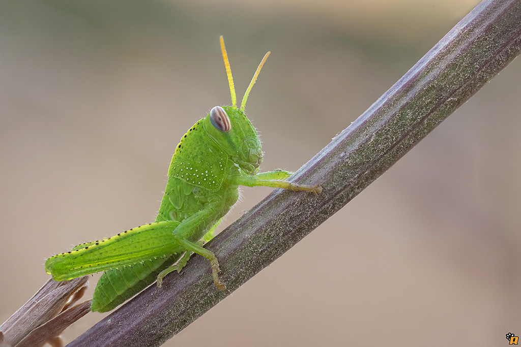 ninfa di Anacridium aegyptium