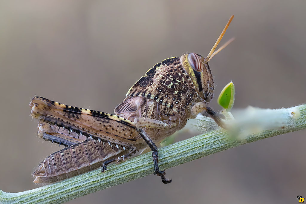 ninfa di Anacridium aegyptium