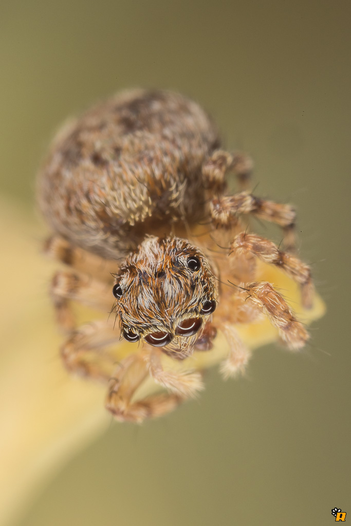 Pseudeuophrys sp. - Olbia (OT)