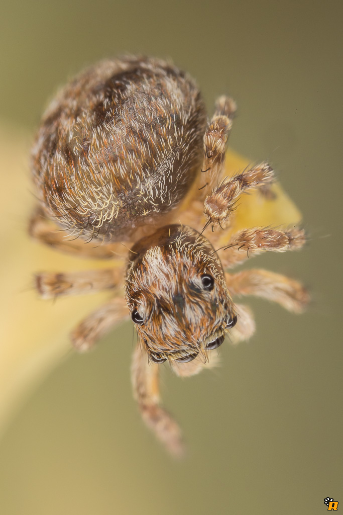 Pseudeuophrys sp. - Olbia (OT)