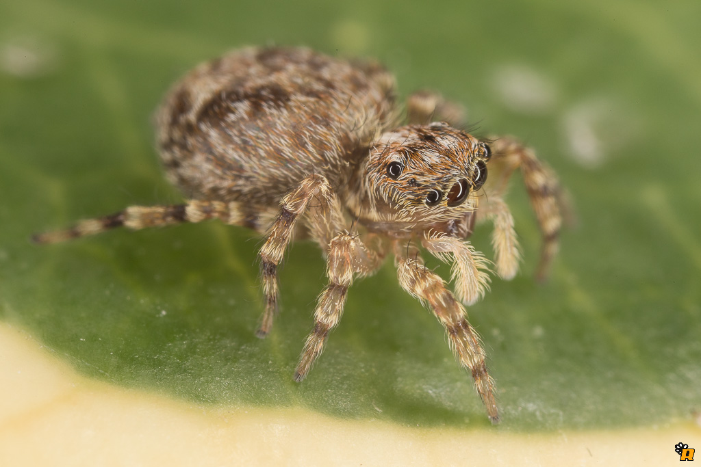 Pseudeuophrys sp. - Olbia (OT)
