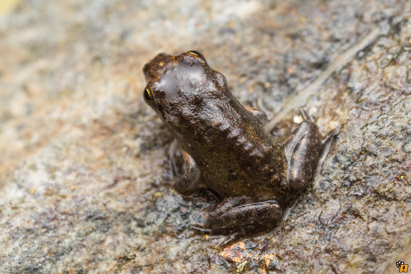 Da girini a rana, o rospo? Richiesta aiuto ID - Discoglossus sardus