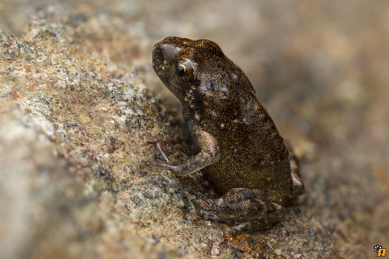 Da girini a rana, o rospo? Richiesta aiuto ID - Discoglossus sardus