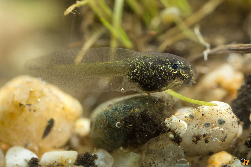 Da girini a rana, o rospo? Richiesta aiuto ID - Discoglossus sardus