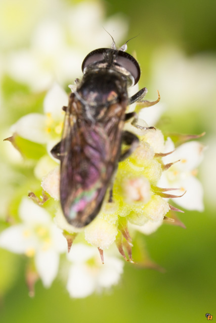 Sirfidae da identificare
