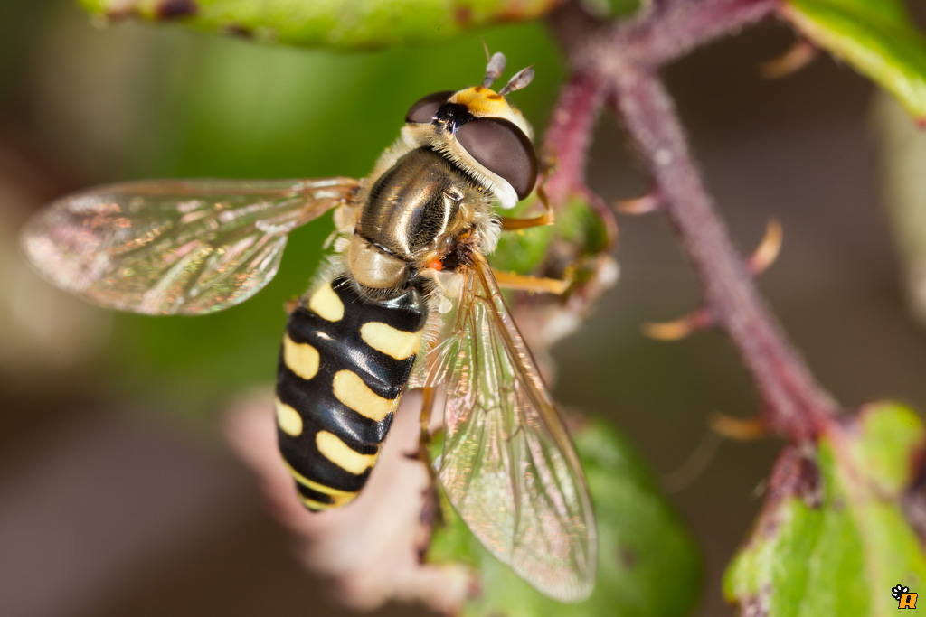 Sirfide da identificare