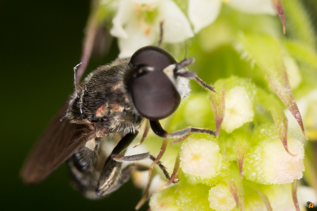 Sirfidae da identificare