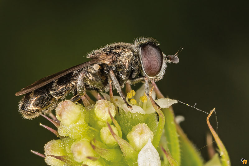 Sirfidae da identificare