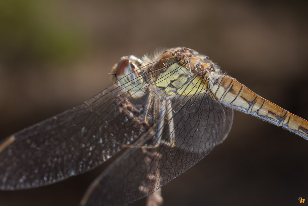 Un altro Sympetrum da identificare