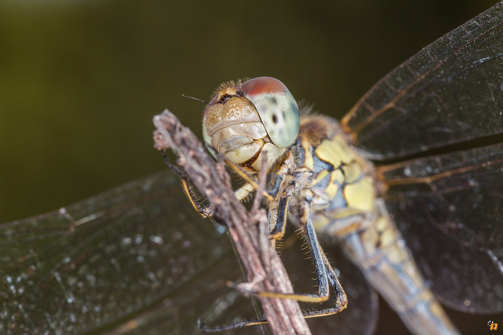 Un altro Sympetrum da identificare