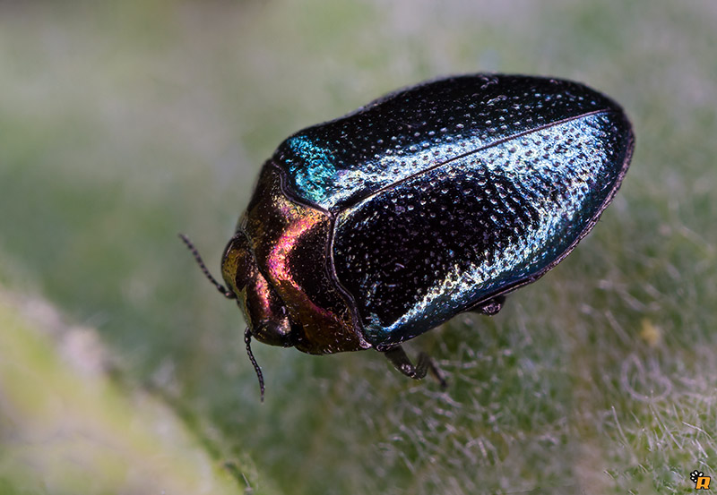 Trachys troglodytiformis