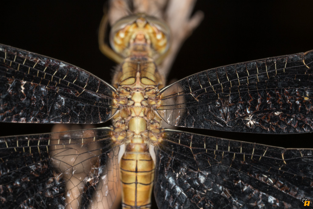 Orthetrum da identificare