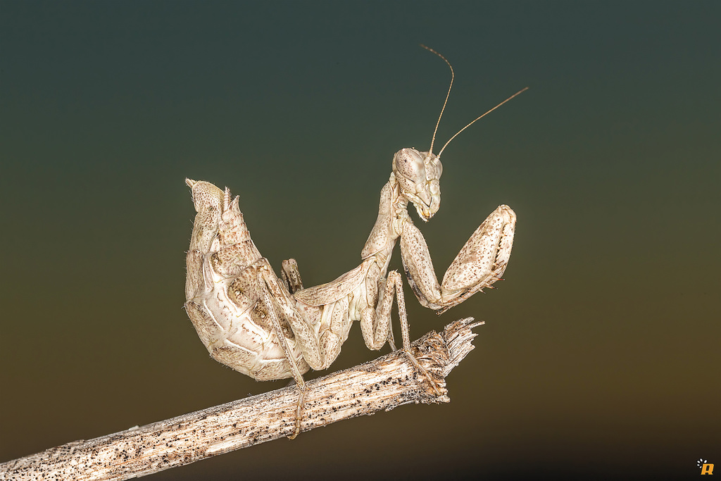 Ameles spallanzania