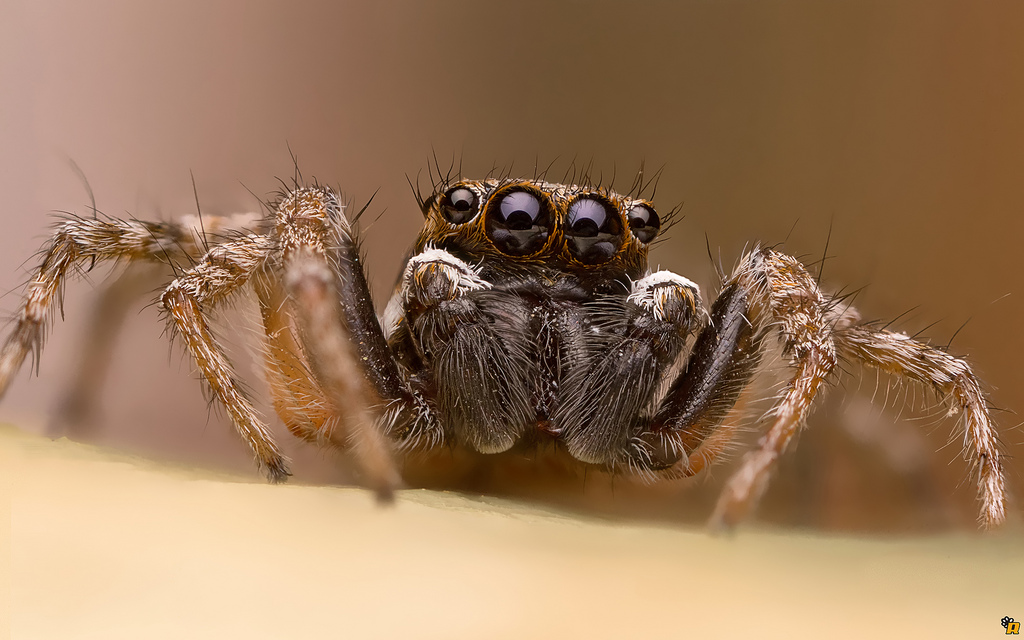 Menemerus semilimbatus - Olbia (OT)