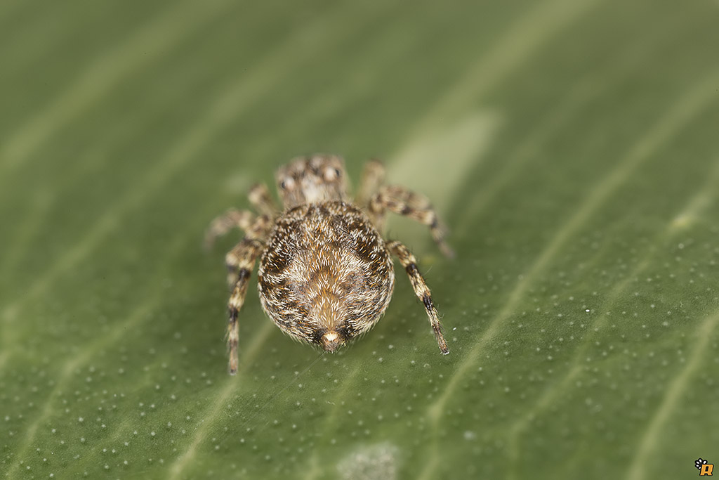 Pseudeuophrys sp. - Olbia (OT)