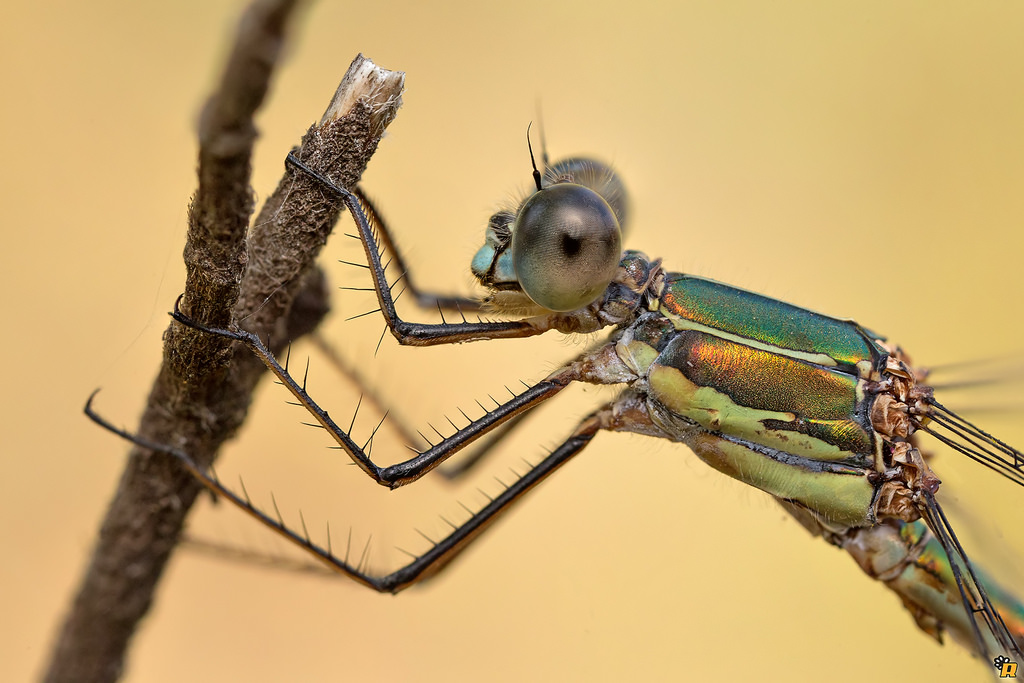 Chalcolestes viridis