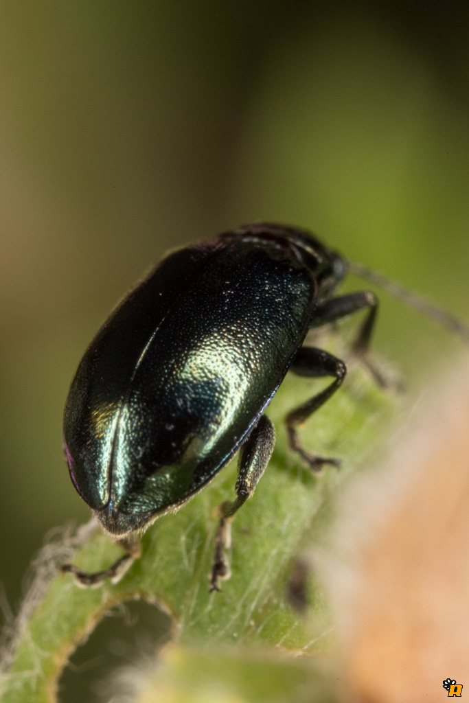 Altica sp., Chrysomelidae