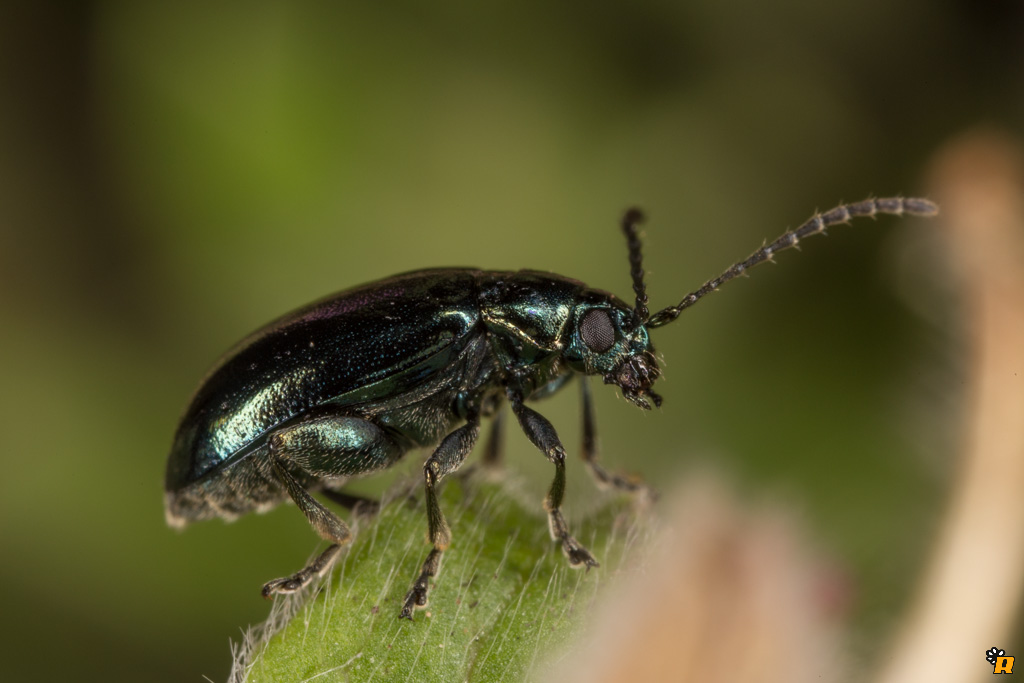 Altica sp., Chrysomelidae