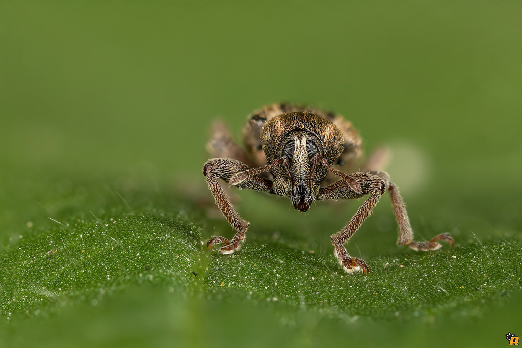 Curculionidae :  Hypera postica