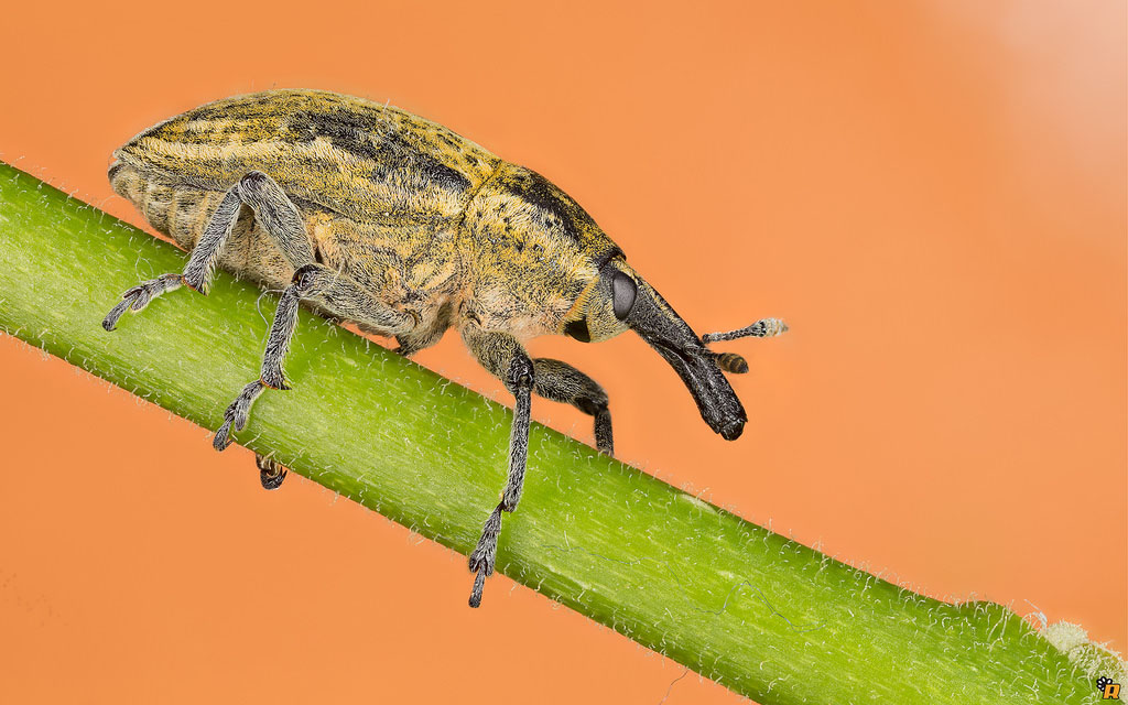 Curculionidae da identificare - Larinus ursus