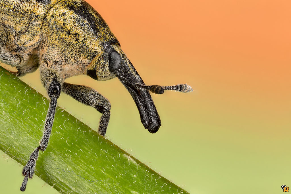 Curculionidae da identificare - Larinus ursus