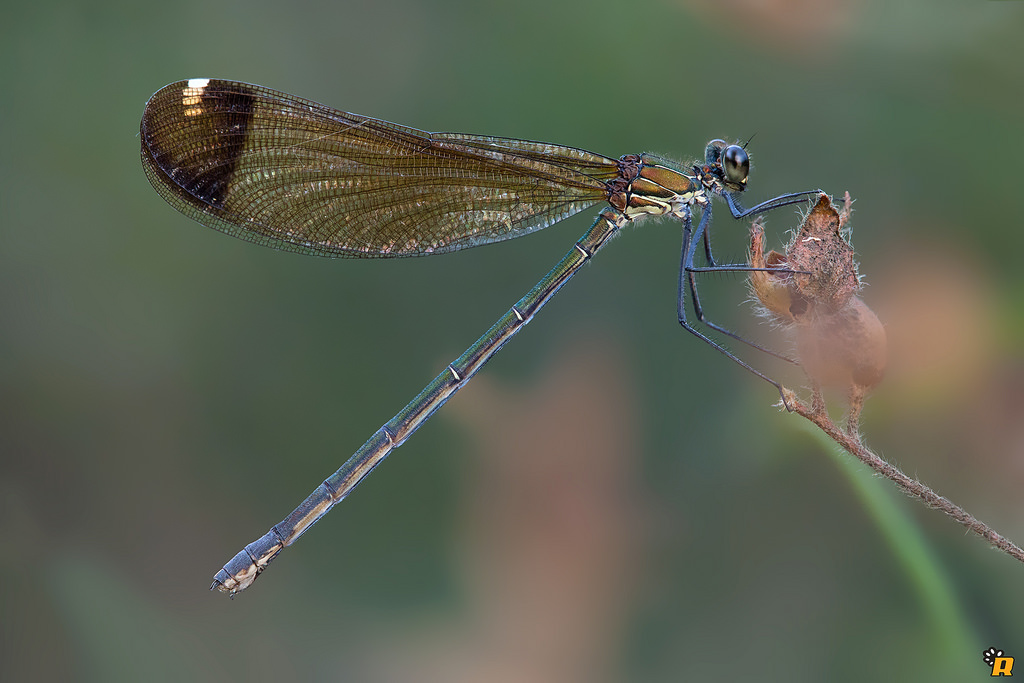 Calopterygidae:  Calopteryx haemorrhoidalis