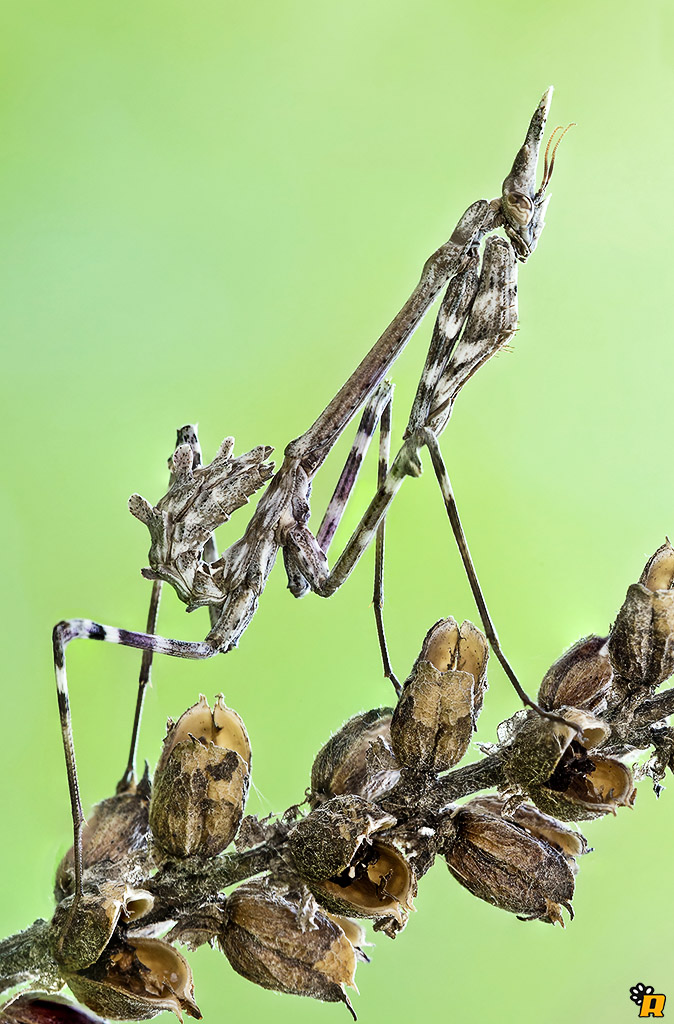 Empusa Pennata o Fasciata