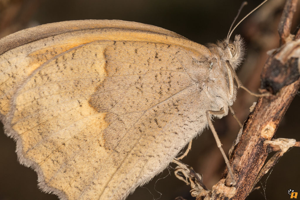 Farfalla da identificare - Maniola sp.