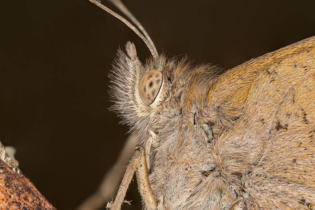 Farfalla da identificare - Maniola sp.