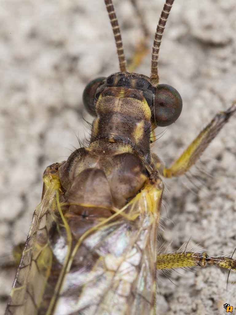 Myrmeleon gerlindae?