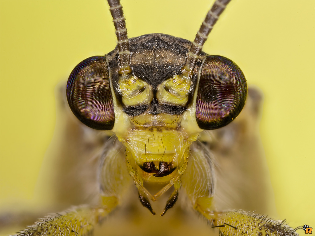 Myrmeleon gerlindae?