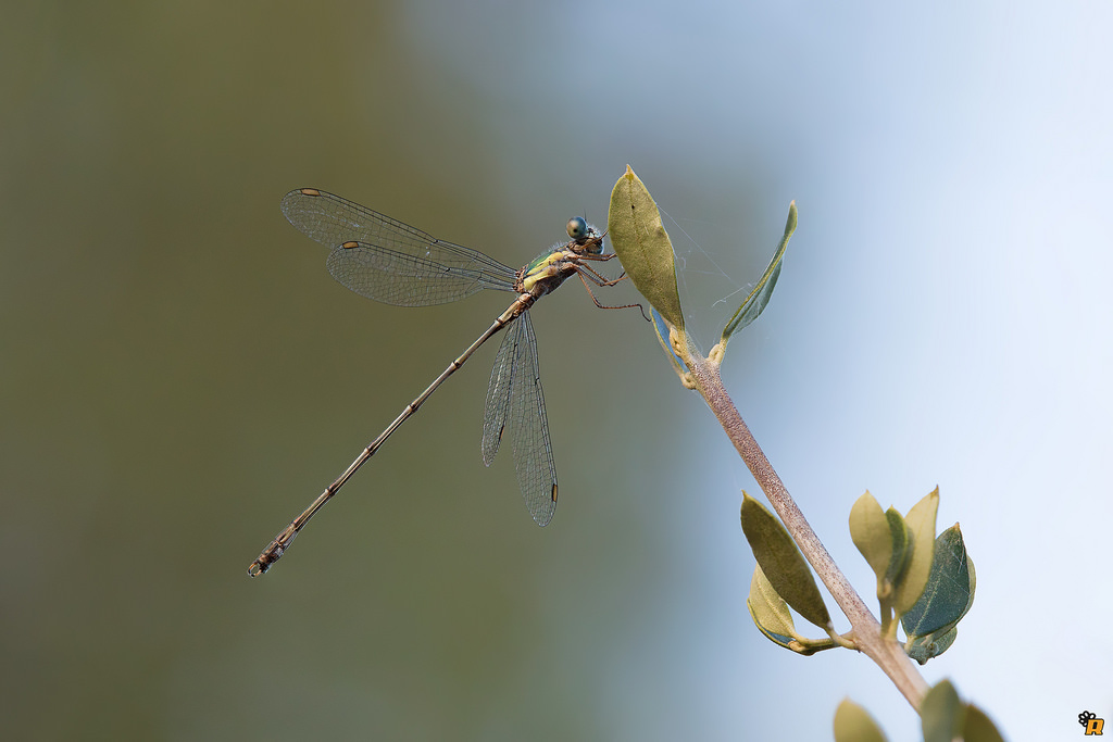 Chalcolestes viridis